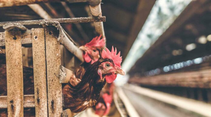 Bezpečnost potravin: EK omezí veterinární antibiotika
