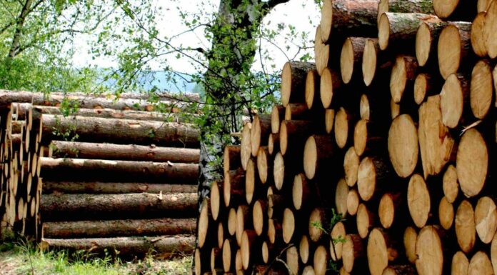České lesy likviduje kůrovcová kalamita. Škody jsou za miliardy české lesy
