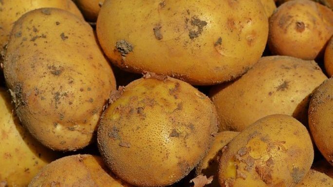 Pěstování brambor není pro zemědělce zárukou výdělku pestovani_brambor