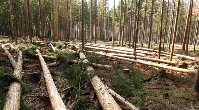 Kvůli suchu a kůrovci se české dřevo prodává už i do Číny České dřevo F