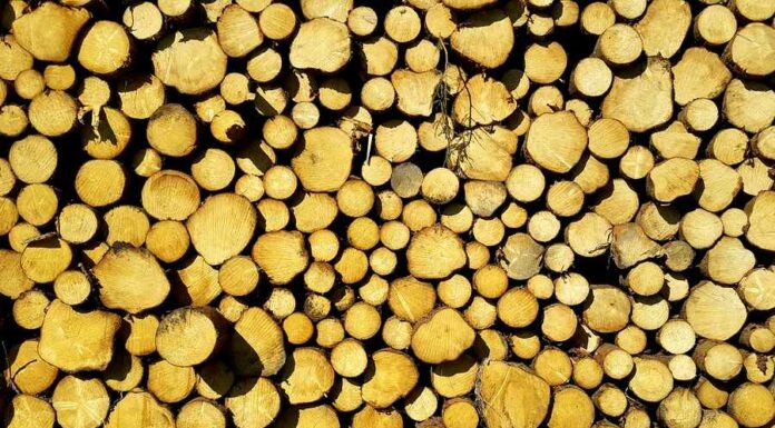 Zlatý brouček kůrovec strhl rekord v těžbě jehličnanů i loni tezbe
