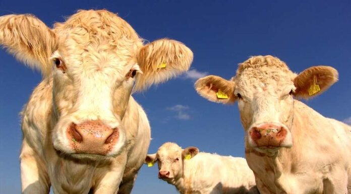 Česká zemědělská produkce loni dosáhla 104,3 miliardy korun zemedelska_produkce