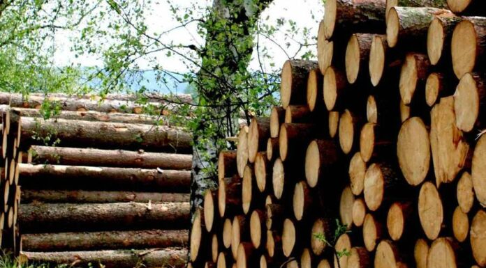 Ceny v průmyslu dál rostou. Dřevo meziročně zdražilo o 79,2 % ceny