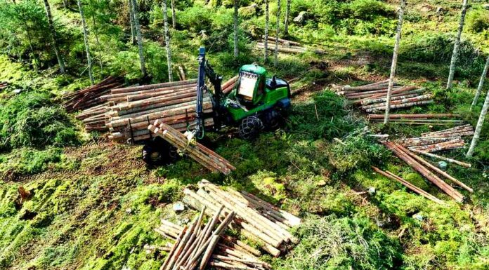 Proč je ČR největší exportér dříví? Protože ho neumí zpracovat drivi