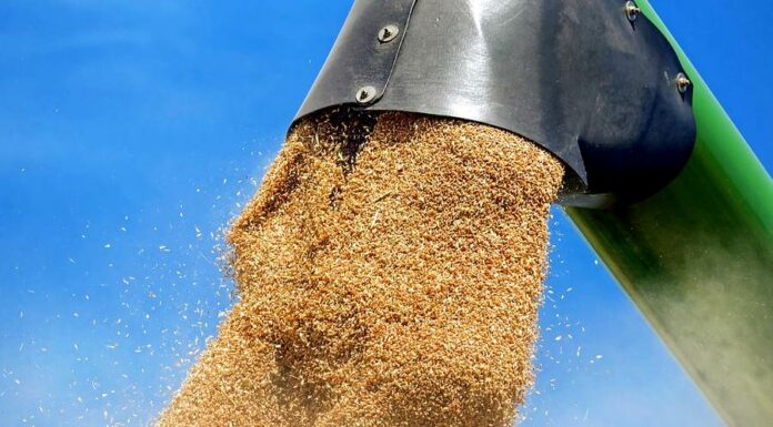 Omezení exportu pšenice z Ukrajiny se ČR přímo nedotkne primo