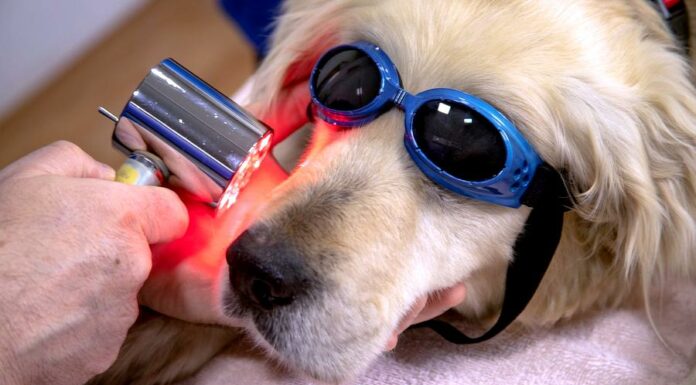 O peníze investorů se nově uchází První český veterinární fond veterinarni
