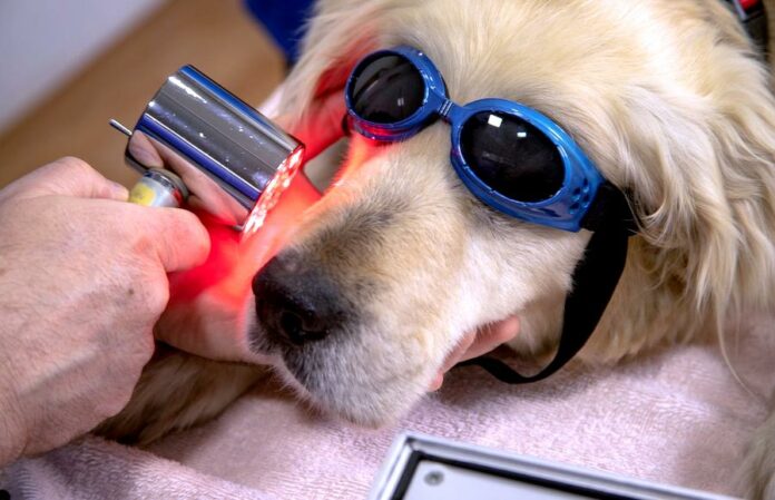 veterinarni veterinarni